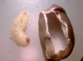 Jumping Bean larvae out of shell