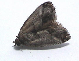 Jumping Bean moth