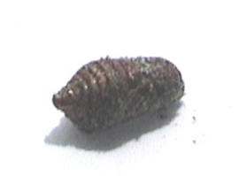 Mexican Jumping Bean pupa case