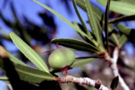 Jumping Bean shrub photo